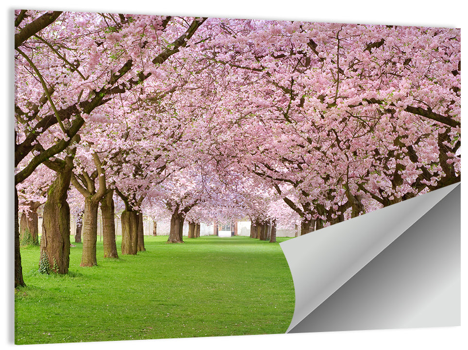 Cherry Blossom Avenue Wall Art