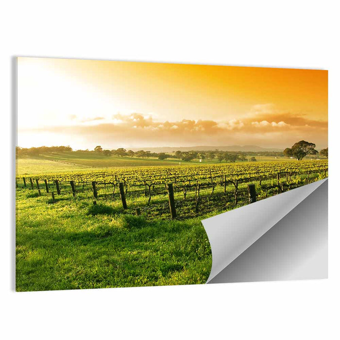 Barossa Valley Vineyard at Sunrise Wall Art as a poster print