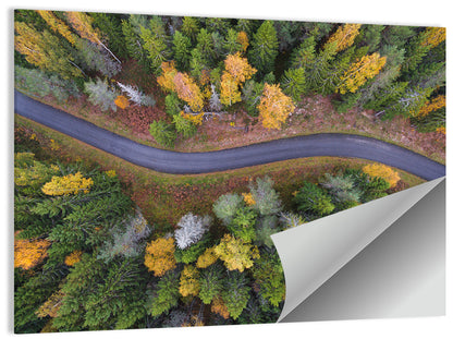 Aerial Autumn Forest Road Wall Art