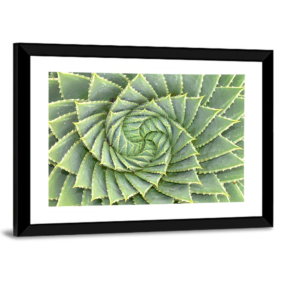 Spiral Aloe Close-up Wall Art