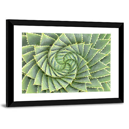 Spiral Aloe Close-up Wall Art