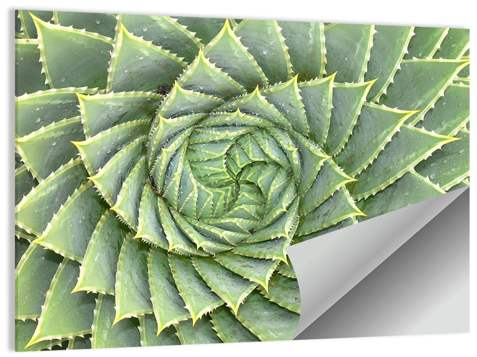 Spiral Aloe Close-up Wall Art
