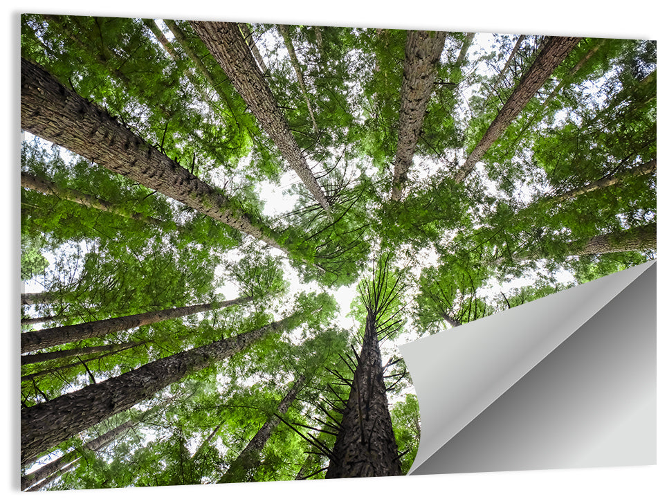 Redwood Forest Canopy Wall Art