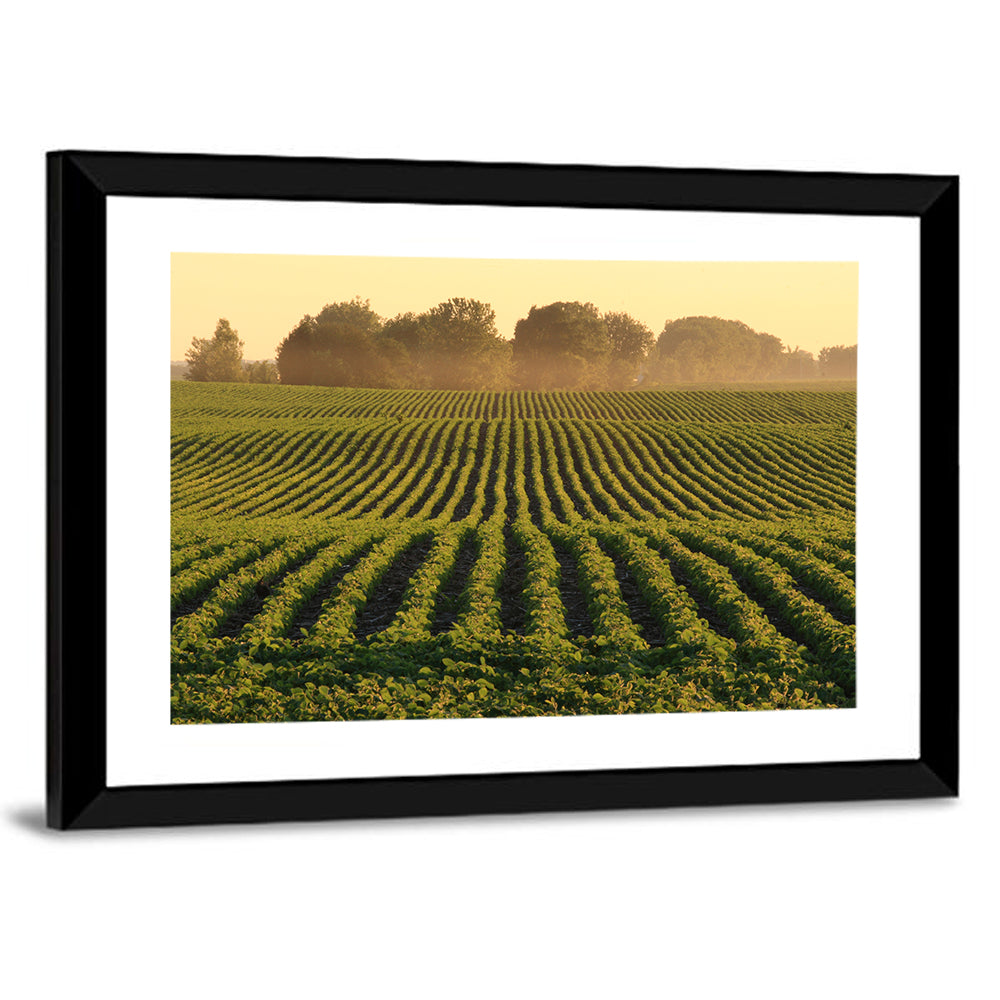 Misty Soybean Field at Dusk Wall Art