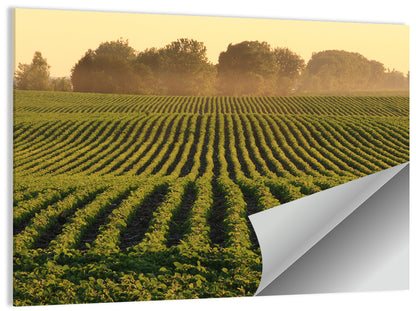 Misty Soybean Field at Dusk Wall Art