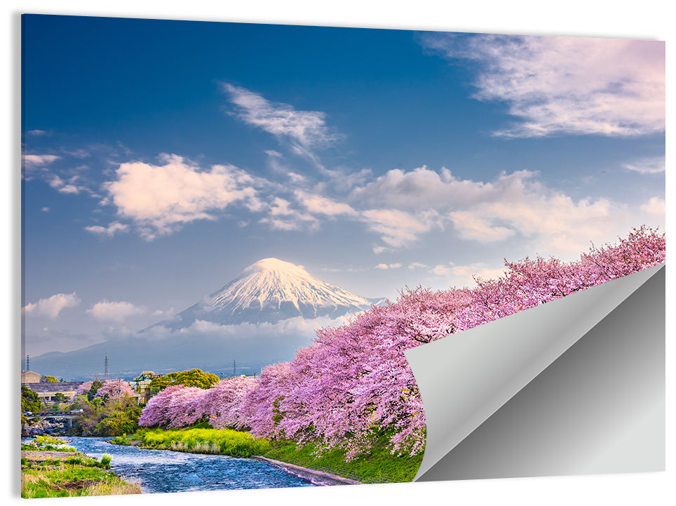 Mount Fuji Cherry Blossoms Wall Art