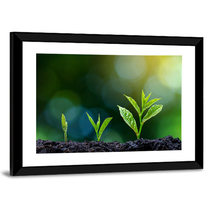 Seedling Growth Stages Wall Art as a framed print