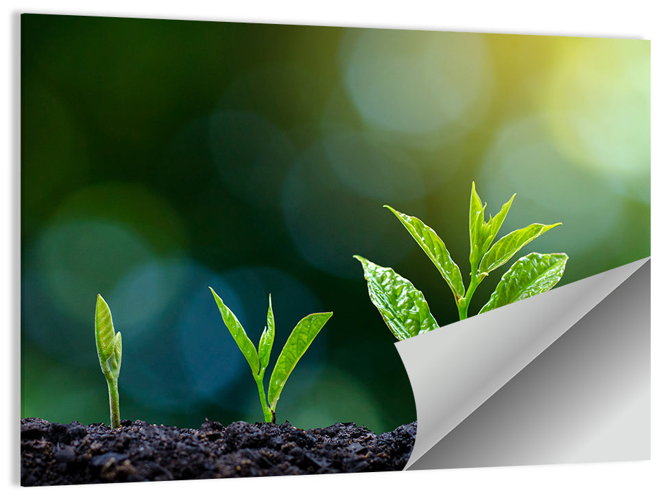 Seedling Growth Stages Wall Art
