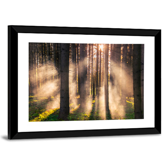 Sunrise Through Misty Forest Wall Art as a framed print