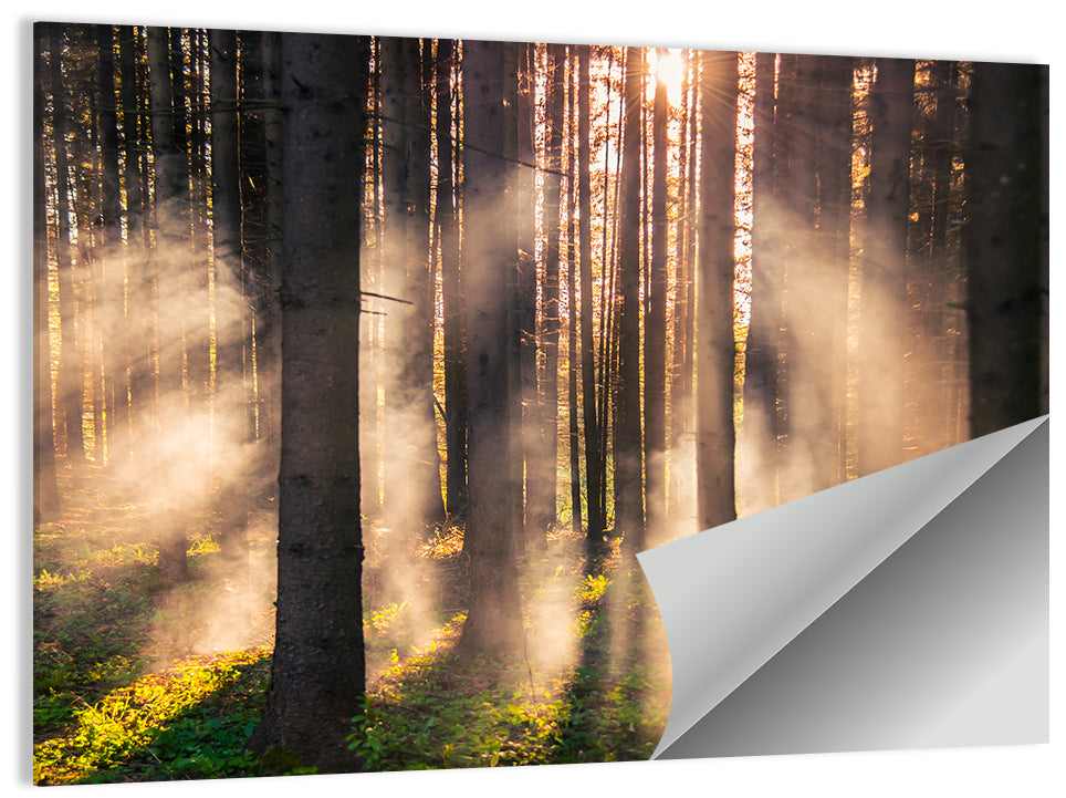 Sunrise Through Misty Forest Wall Art