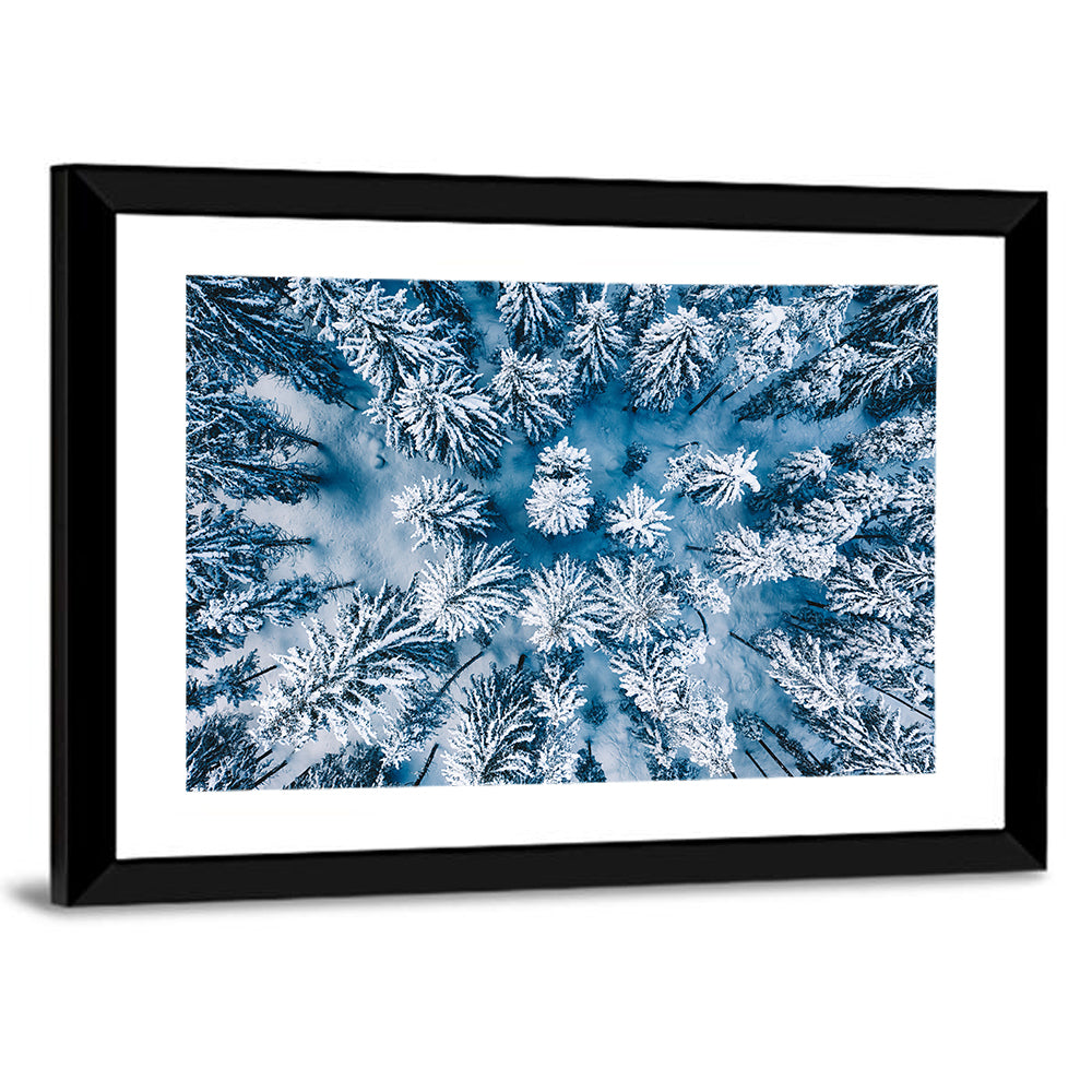 Aerial Snowy Evergreen Canopy Wall Art