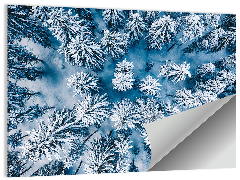 Aerial Snowy Evergreen Canopy Wall Art