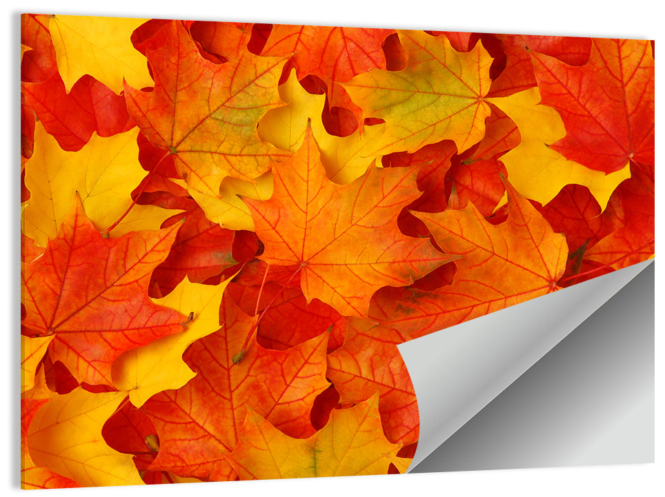Autumn Maple Leaves Wall Art