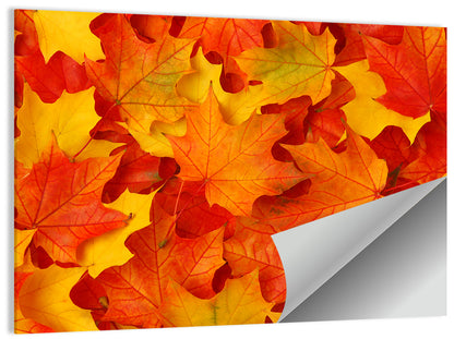 Autumn Maple Leaves Wall Art