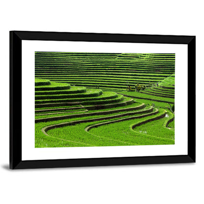 Lush Rice Terraces Wall Art