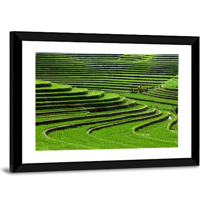 Lush Rice Terraces Wall Art as a framed print