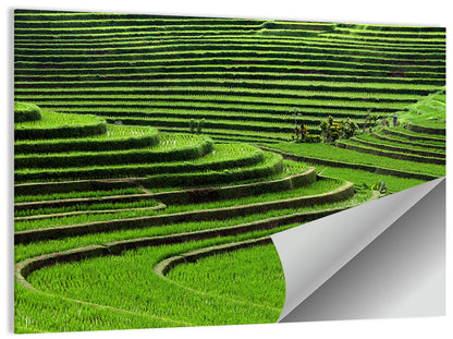Lush Rice Terraces Wall Art