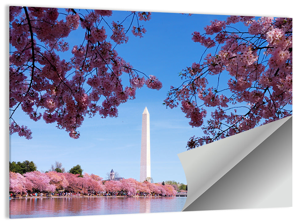 Washington Monument with Cherry Blossoms Wall Art