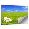 Spring Daisy Meadow Wall Art