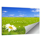 Spring Daisy Meadow Wall Art