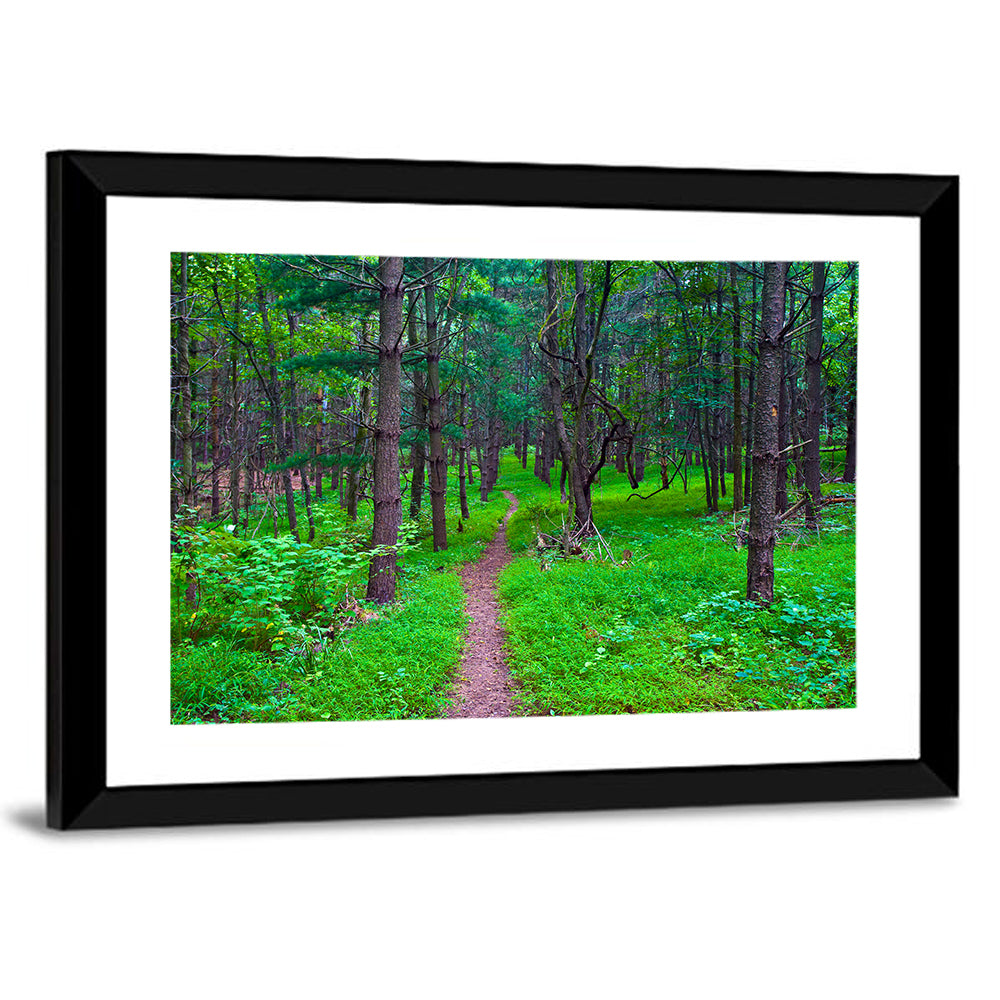 Lush Virginia Forest Trail Wall Art
