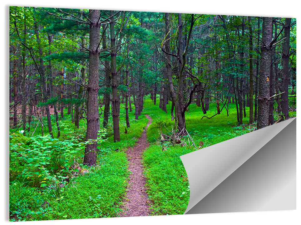 Lush Virginia Forest Trail Wall Art