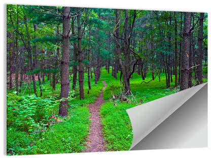 Lush Virginia Forest Trail Wall Art