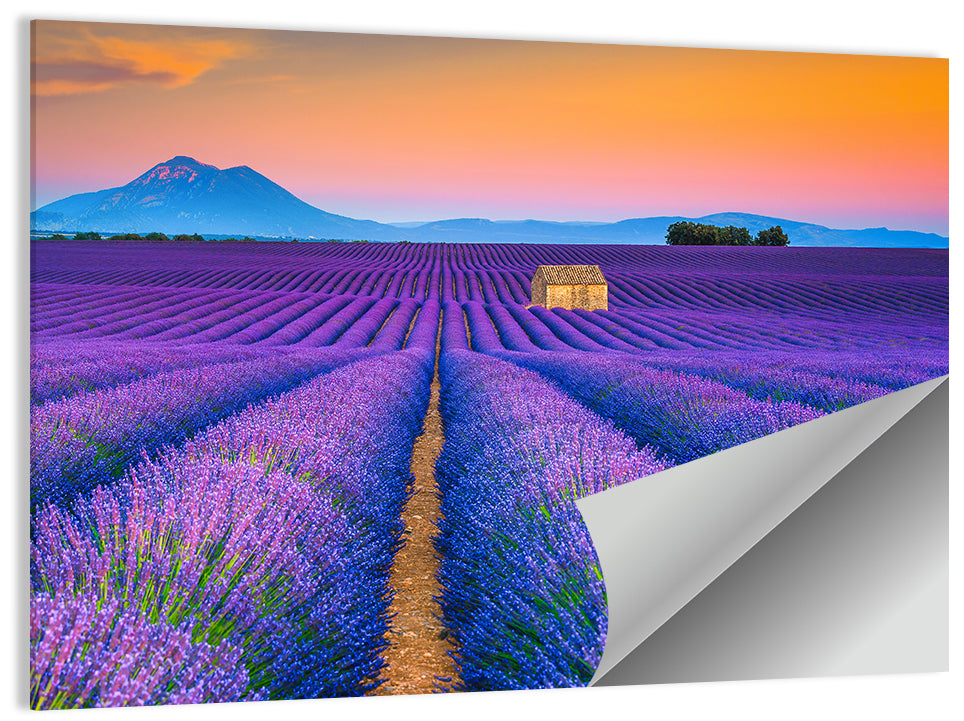 Valensole Lavender Fields at Sunset Wall Art