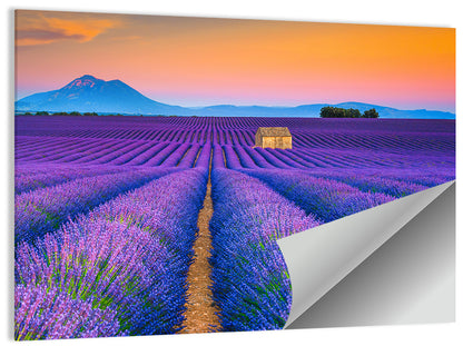 Valensole Lavender Fields at Sunset Wall Art