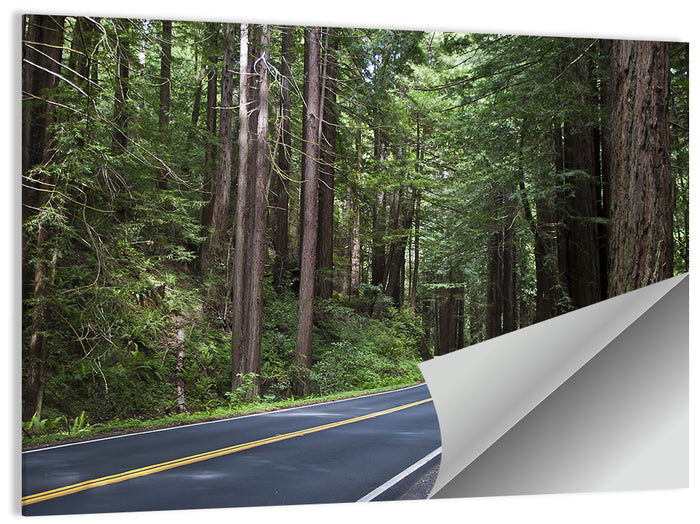 Winding Redwood Forest Road Wall Art as a poster print