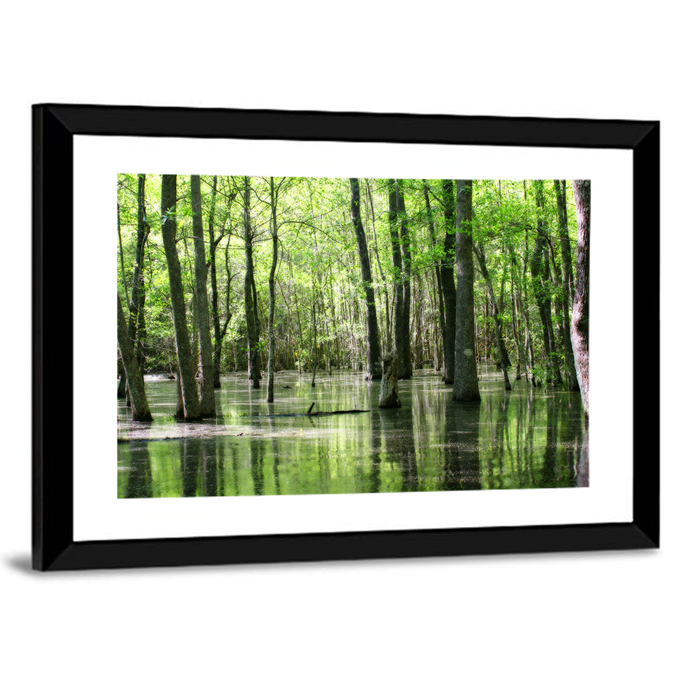 Sunlit Swamp Forest Wall Art