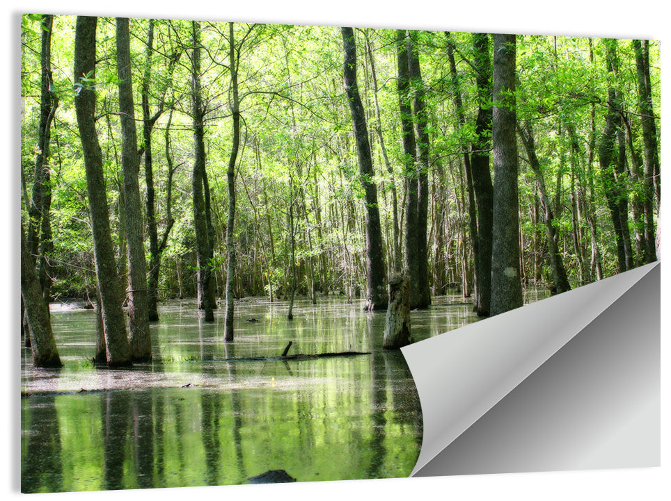 Sunlit Swamp Forest Wall Art
