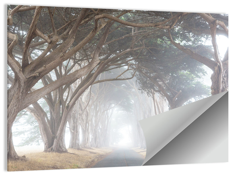 Misty Cypress Tunnel Wall Art
