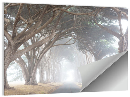 Misty Cypress Tunnel Wall Art