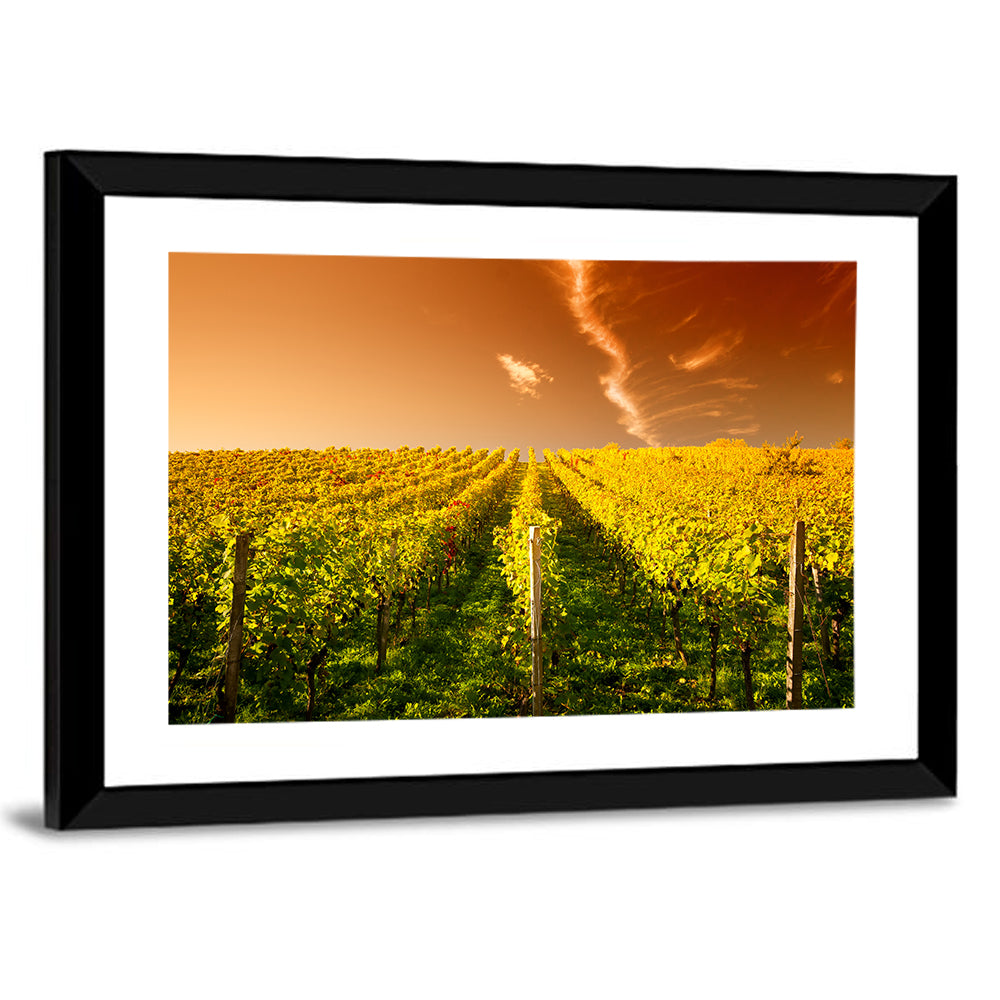 Golden Vineyard Sunset Wall Art