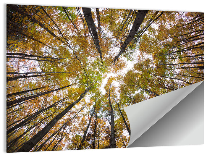 Autumn Forest Canopy Looking Up Wall Art as a poster print
