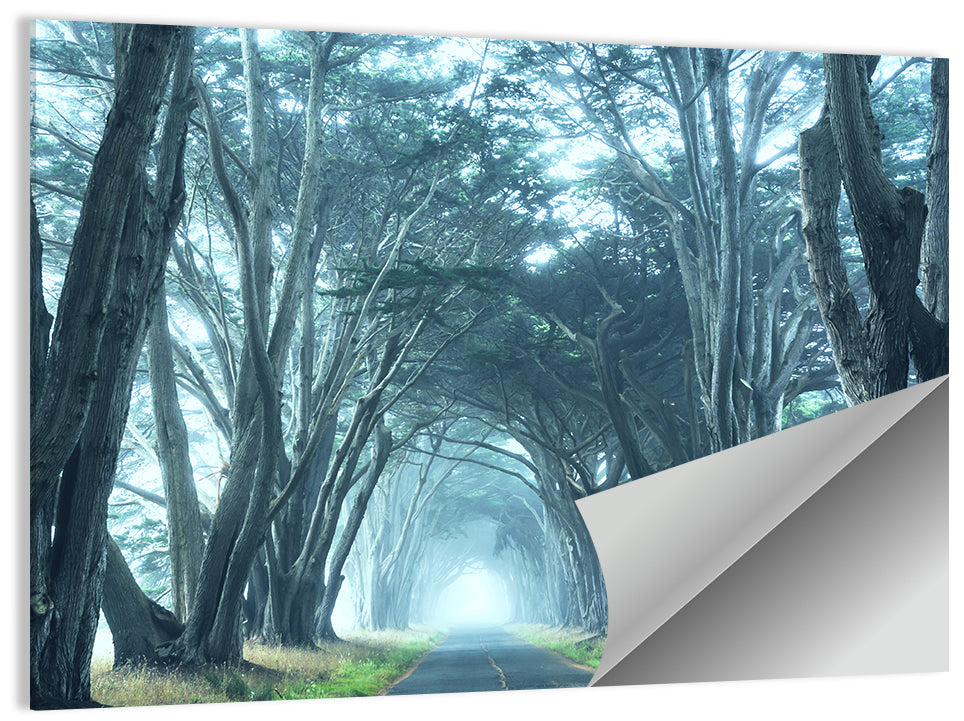 Foggy Cypress Tree Tunnel Wall Art