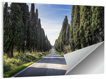Avenue of Cypress Trees Wall Art