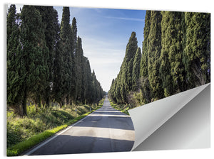 Cypress Trees Avenue Wall Art