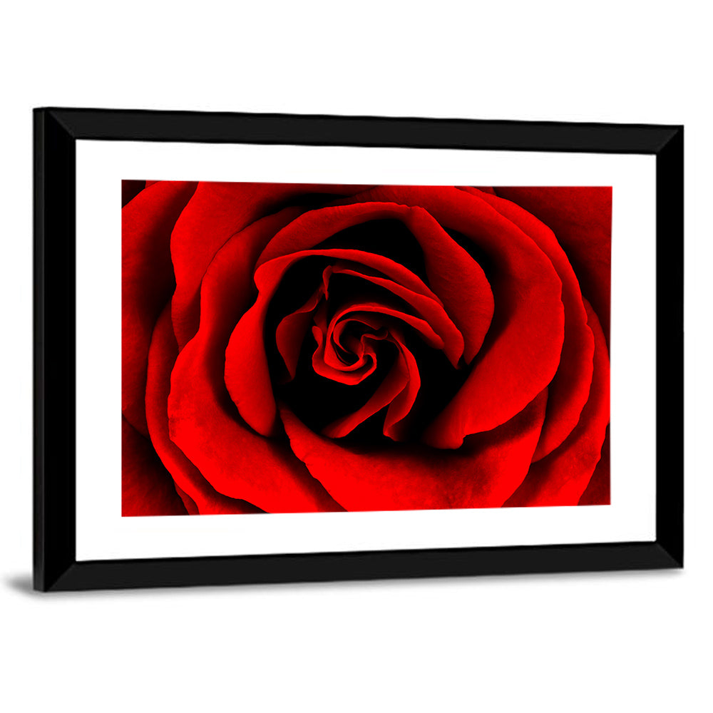 Velvety Red Rose Close-up Wall Art