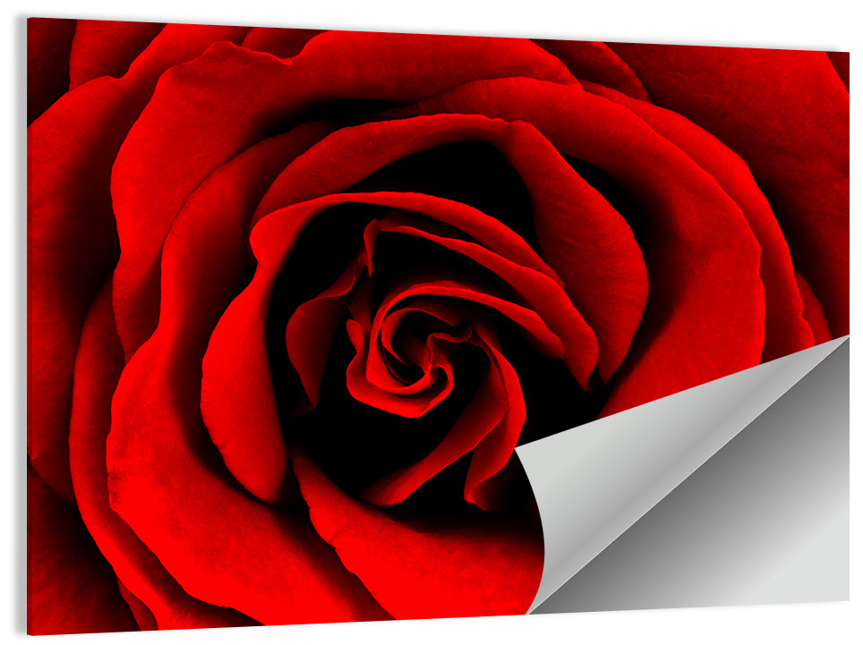 Velvety Red Rose Close-up Wall Art
