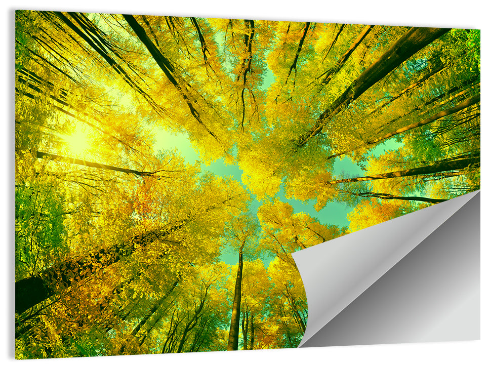 Golden Autumn Canopy Wall Art