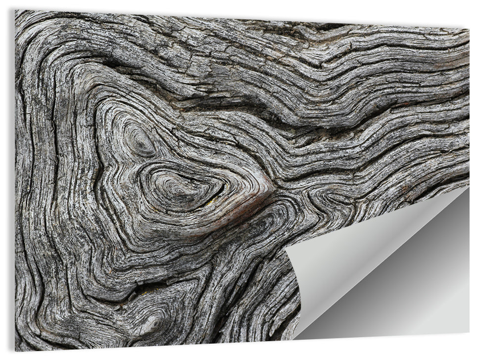 Tree Growth Rings Wall Art