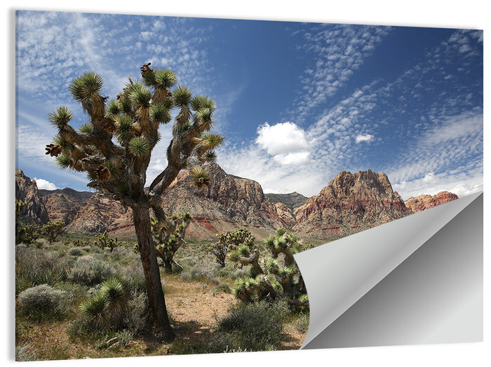 Joshua Tree at Red Rock Canyon Wall Art as a poster print