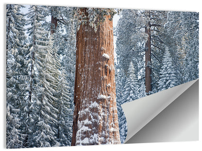 Winter Giant Sequoia in Snowy Forest Wall Art