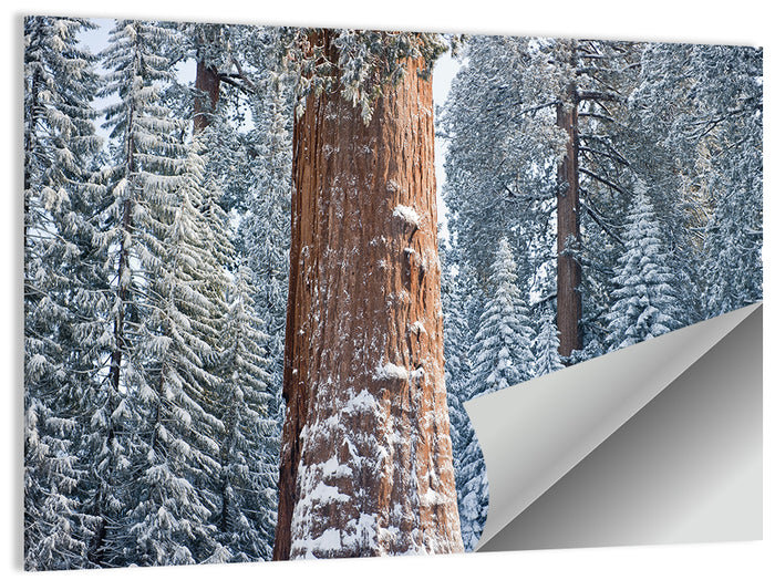 Winter Giant Sequoia in Snowy Forest Wall Art as a poster print