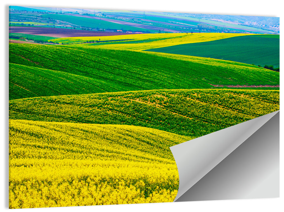 Rapeseed Spring Field Wall Art