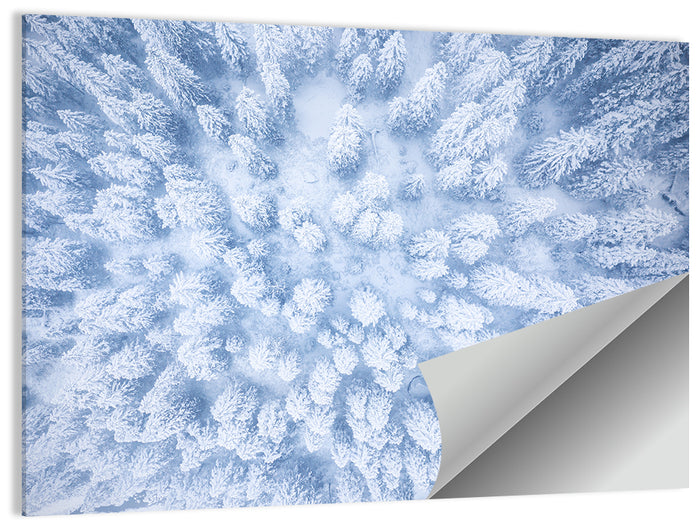 Snow-dusted Evergreen Canopy Wall Art as a poster print
