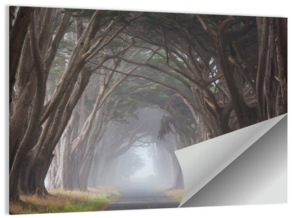 Cypress Tree Tunnel in Fog Wall Art