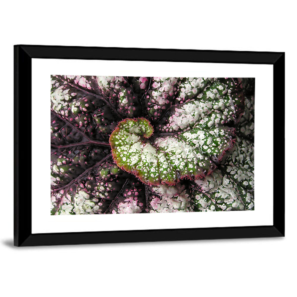 Begonia Leaf Spiral Geometry Wall Art